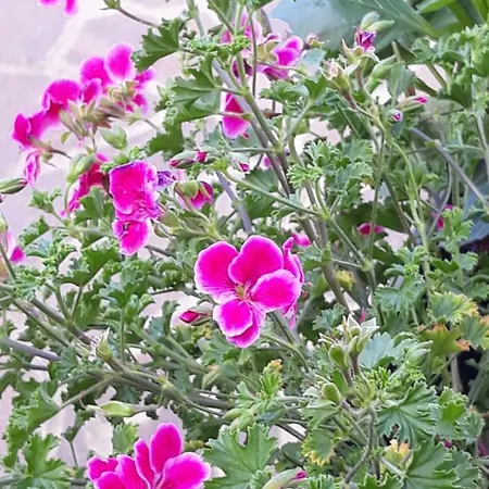 Daire Flowery House Roma