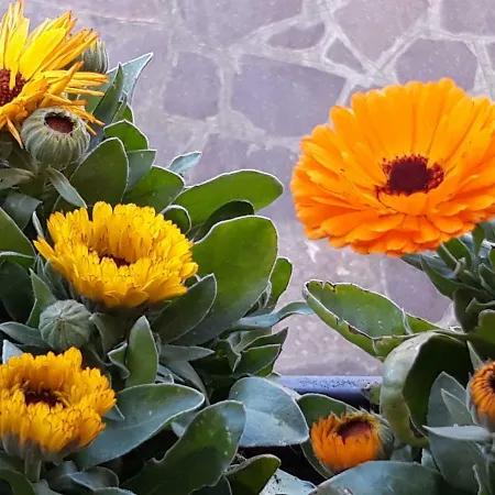 Apartmán Flowery House