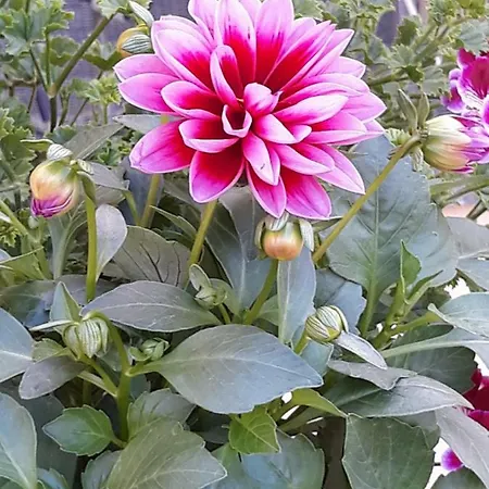 Flowery House * Roma