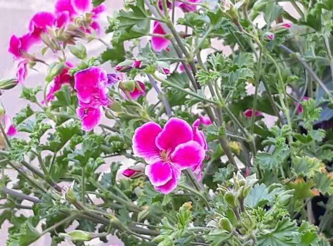 Apartmán Flowery House Řím