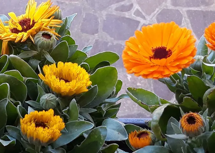 Apartmán Flowery House