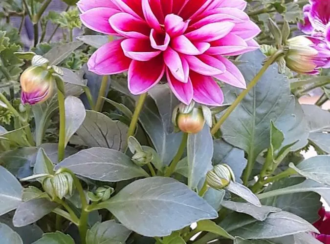 Flowery House * Řím