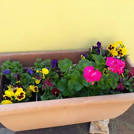 Flowery House Lejlighed